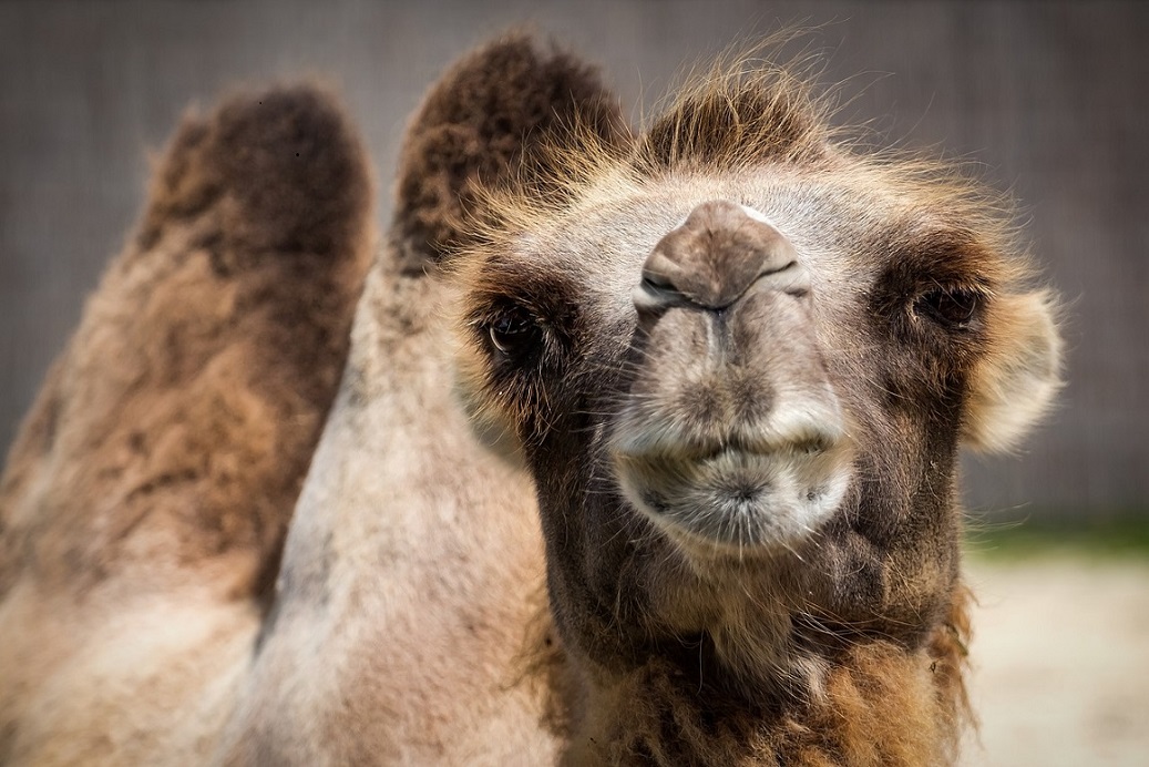 Have you got a Marketing Camel ?